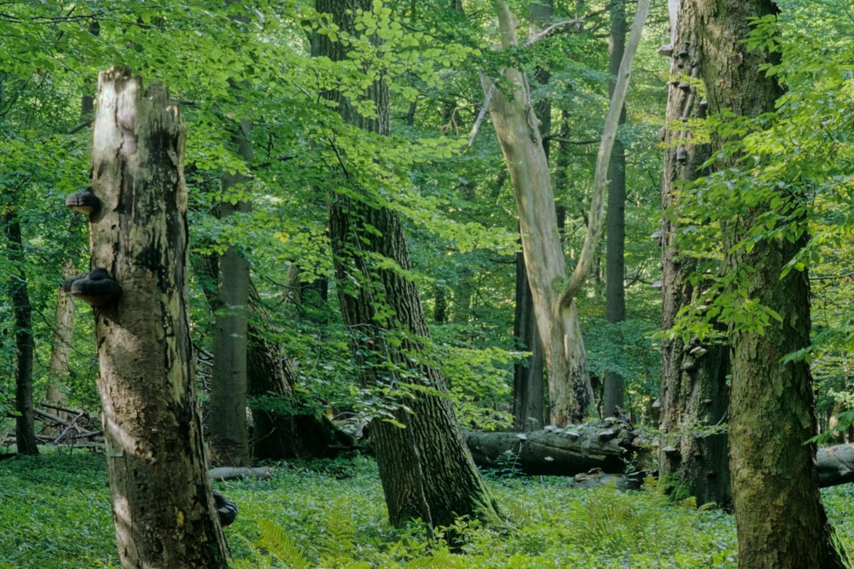 Pension Bergstube Bad Langensalza Buitenkant foto